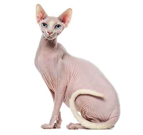 Sphynx Cat Breed Information | Purina UK